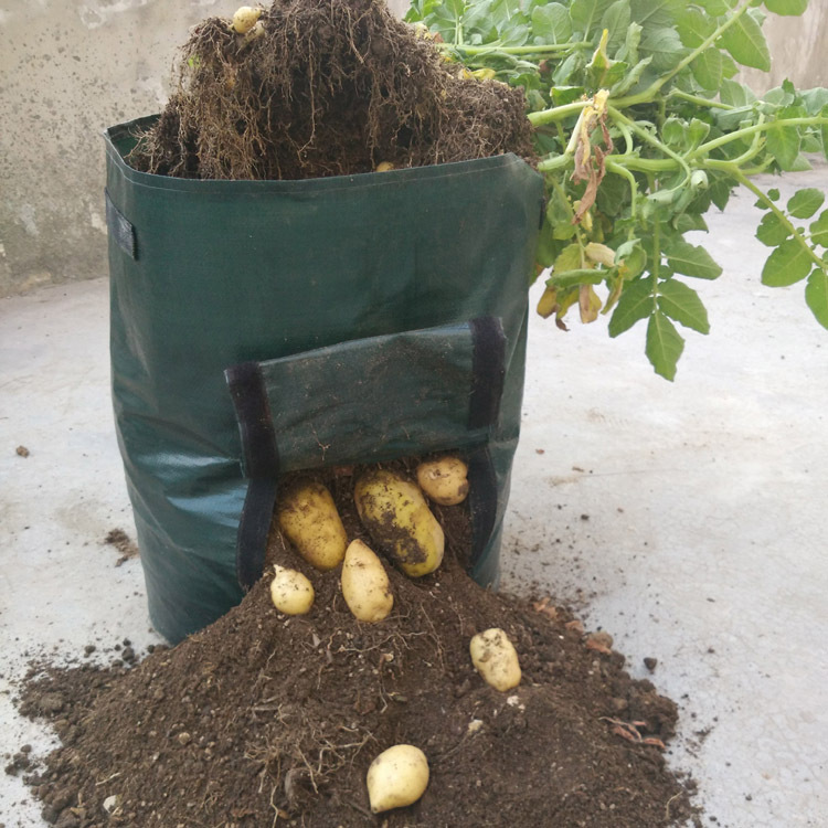 Sac de Plantation pour Pommes de Terre - Réutilisable et avec Fenêtre