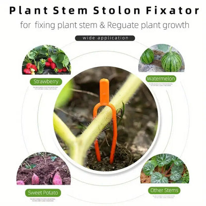 Plants de Soutien pour Plantes de Jardin en Plastique pour une Stabilité Optimale des Plantes