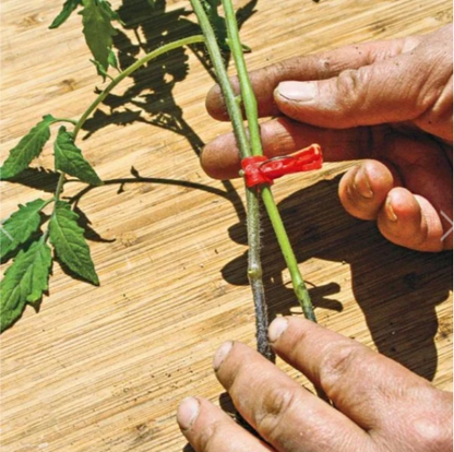 Clips de Greffage en Plastique pour les Plantes de Jardin - Idéal pour les Légumes et les Soins aux Plantes