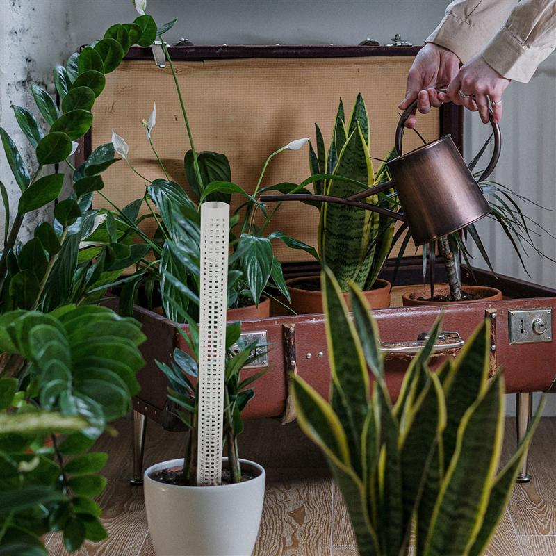 Piliers pour Plantes Grimpantes et Vertes - Piliers de Soutien pour la Culture Verticale de Plantes