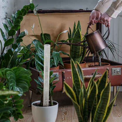 Piliers pour Plantes Grimpantes et Vertes - Piliers de Soutien pour la Culture Verticale de Plantes