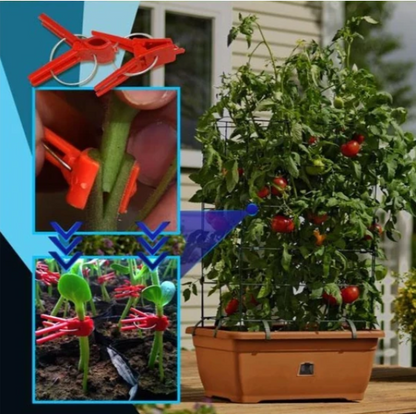 Clips de Greffage en Plastique pour les Plantes de Jardin - Idéal pour les Légumes et les Soins aux Plantes