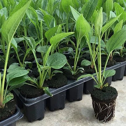 Plateau à Plantes Rectangulaire - Plateau de Culture pour une Germination et une Croissance Efficaces des Jeunes Pousses