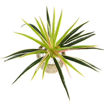 Plante D' Herbe Artificielle - Plante Décorative pour la Maison et le Bureau