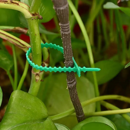 Set De Colliers De Fixation Pour Plantes Pour Une Fixation Stable Des Plantes