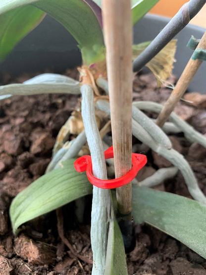 Clip De Plante En Forme De Chat - Mignon Support De Plante Pour Le Jardin Et Les Plantes D' Intérieur