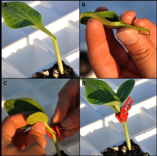 Clips de Greffage en Plastique pour les Plantes de Jardin - Idéal pour les Légumes et les Soins aux Plantes
