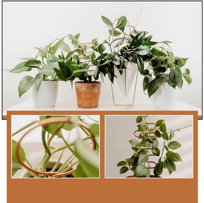 Porte-Plantes En Métal Pour Plantes Grimpantes De Différentes Formes