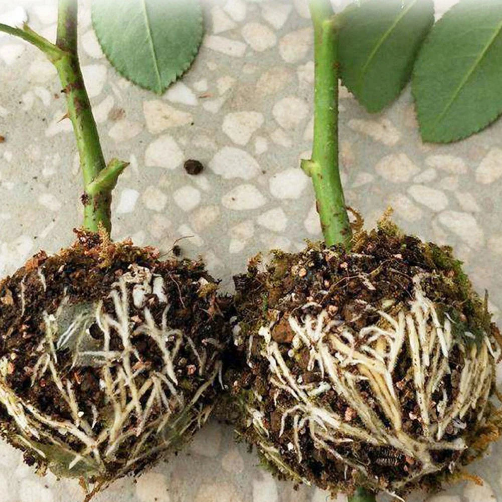 Boules de Protection des Plantes pour les Racines - des Capuchons de Protection pour une Transplantation et une Croissance en Toute Sécurité