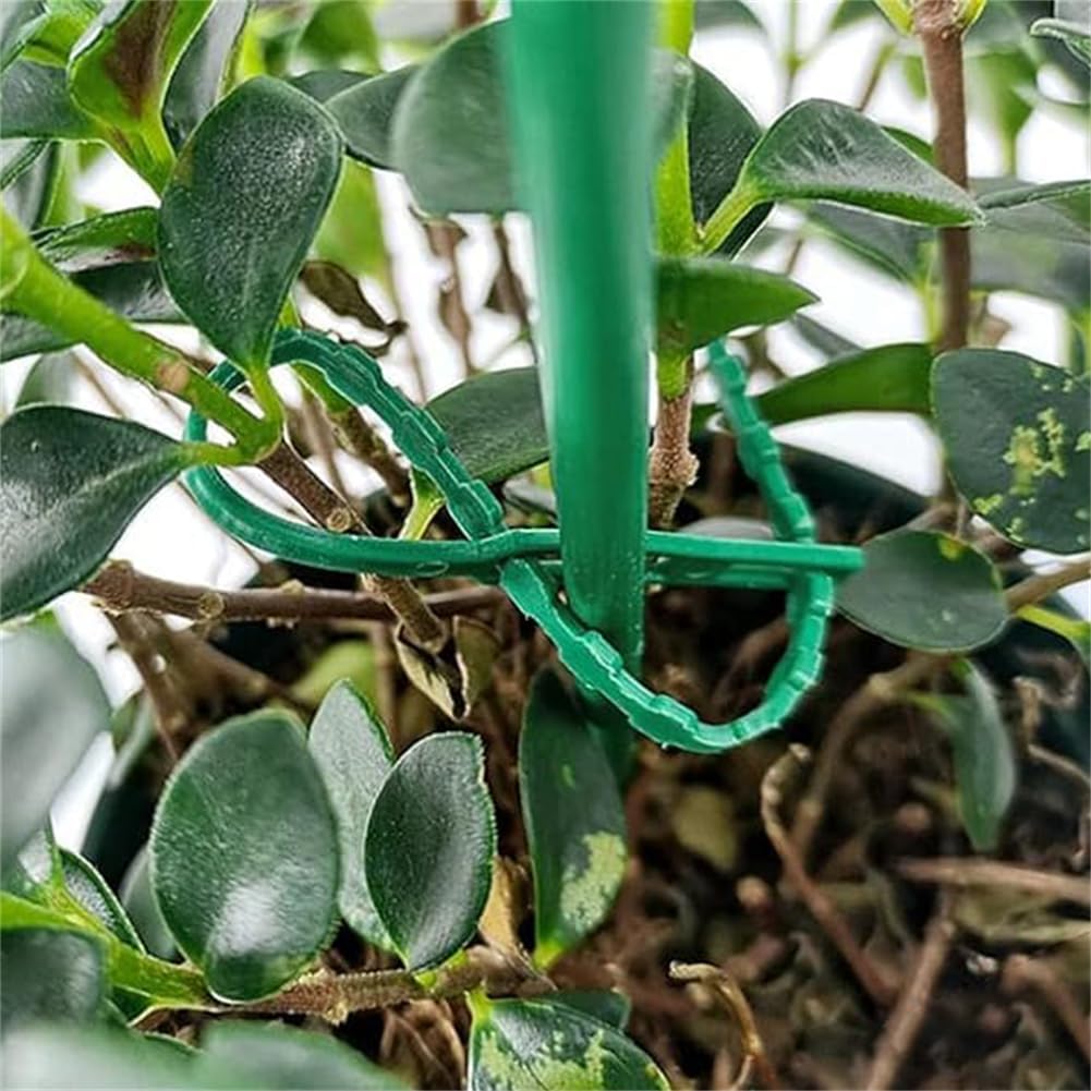 Set De Colliers De Fixation Pour Plantes Pour Une Fixation Stable Des Plantes