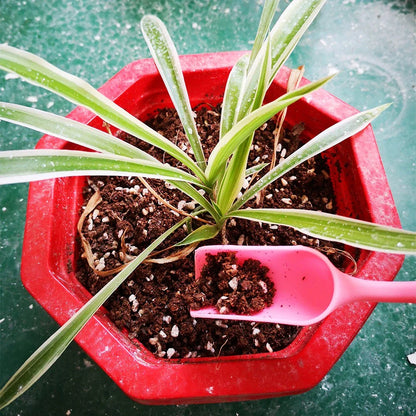 Set Combiné D' Outils pour Planter les Plantes Succulentes - Set Pratique pour L' Entretien et la Plantation