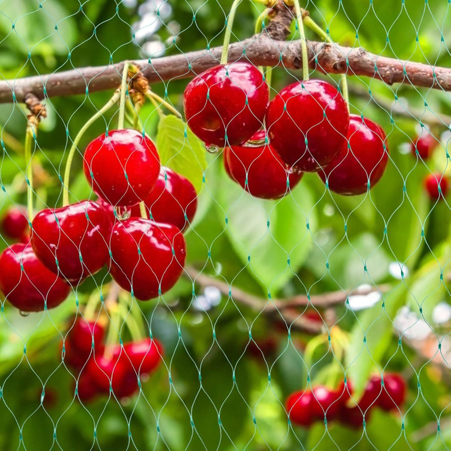 Filets De Protection Pour Les Plantes De Jardin - Filet Vert Contre Les Parasites Et Les Animaux