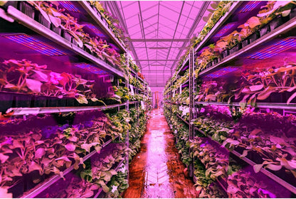 Panneau D' Éclairage Led Quantum pour Plantes pour la Croissance et la Stimulation des Couleurs - avec Mode D' Éclairage Réglable