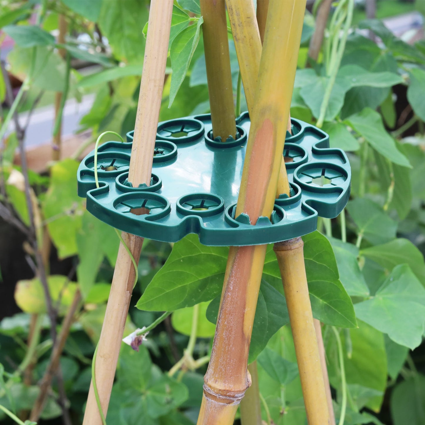 Anneau de Support de Plantes pour Tiges de Bambou - Support Stable pour les Tomates et les Plantes Grimpantes