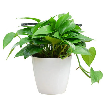 Support Grimpant pour Plantes - Support Robuste avec Design en Cage pour la Croissance et la Stabilité