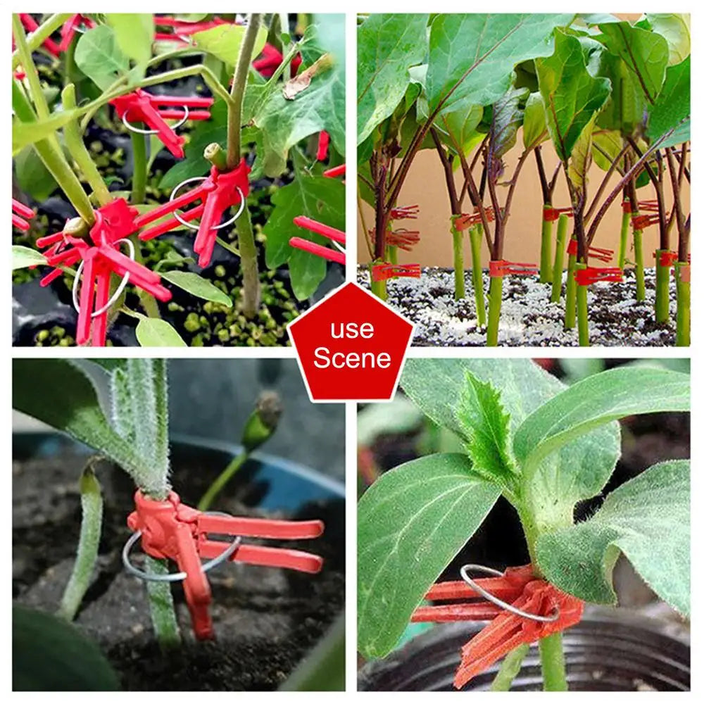 Clips de Greffage en Plastique pour les Plantes de Jardin - Idéal pour les Légumes et les Soins aux Plantes