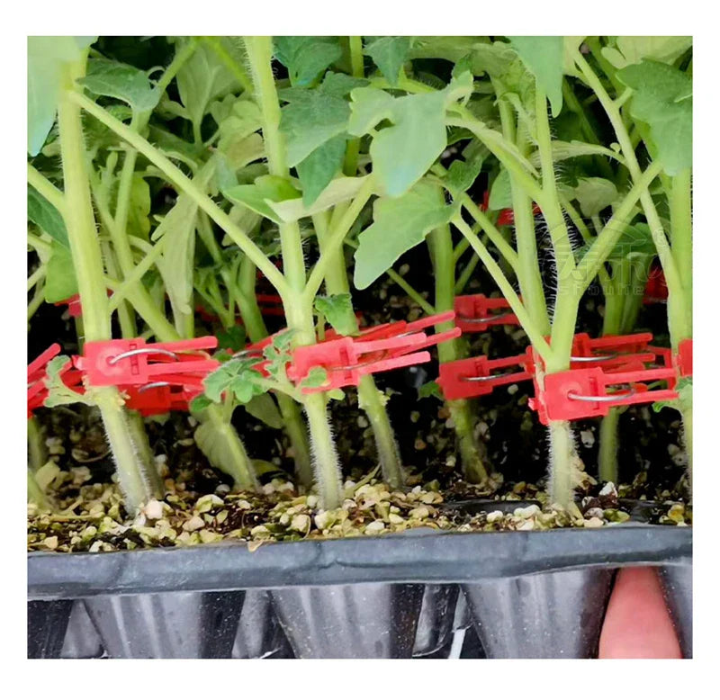 Clips de Greffage en Plastique pour les Plantes de Jardin - Idéal pour les Légumes et les Soins aux Plantes