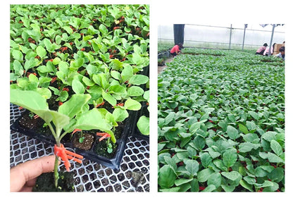 Clips de Greffage en Plastique pour les Plantes de Jardin - Idéal pour les Légumes et les Soins aux Plantes