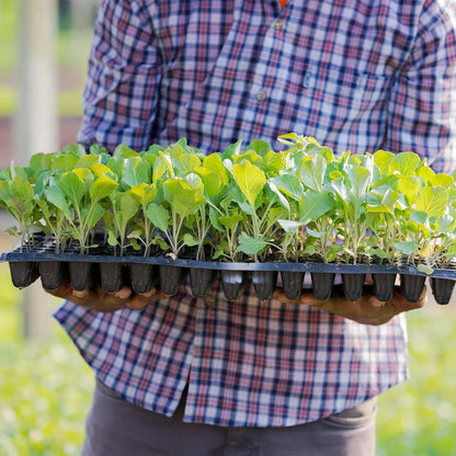 Plateau à Plantes Rectangulaire - Plateau de Culture pour une Germination et une Croissance Efficaces des Jeunes Pousses