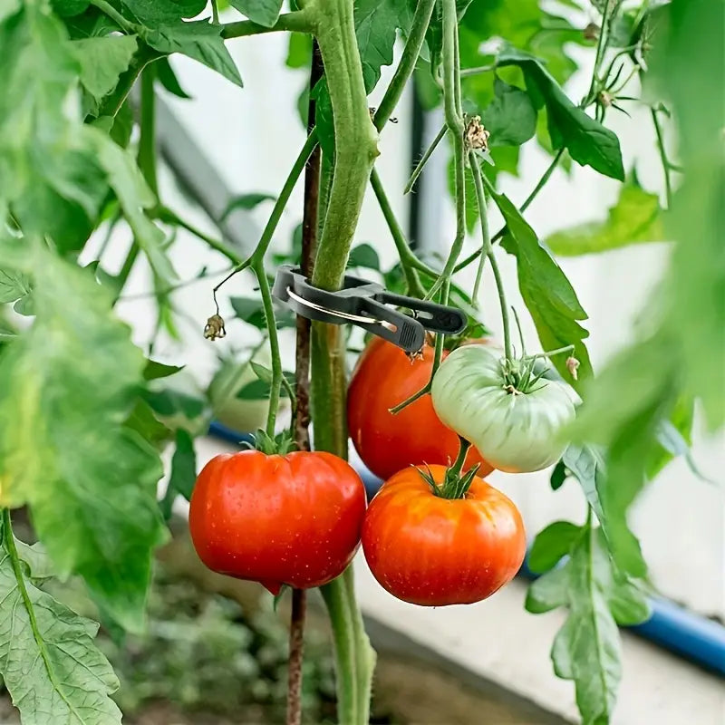 Set de Clips de Jardinage - Boucles de Plantes pour le Soutien des Plantes et L' Entretien du Jardin