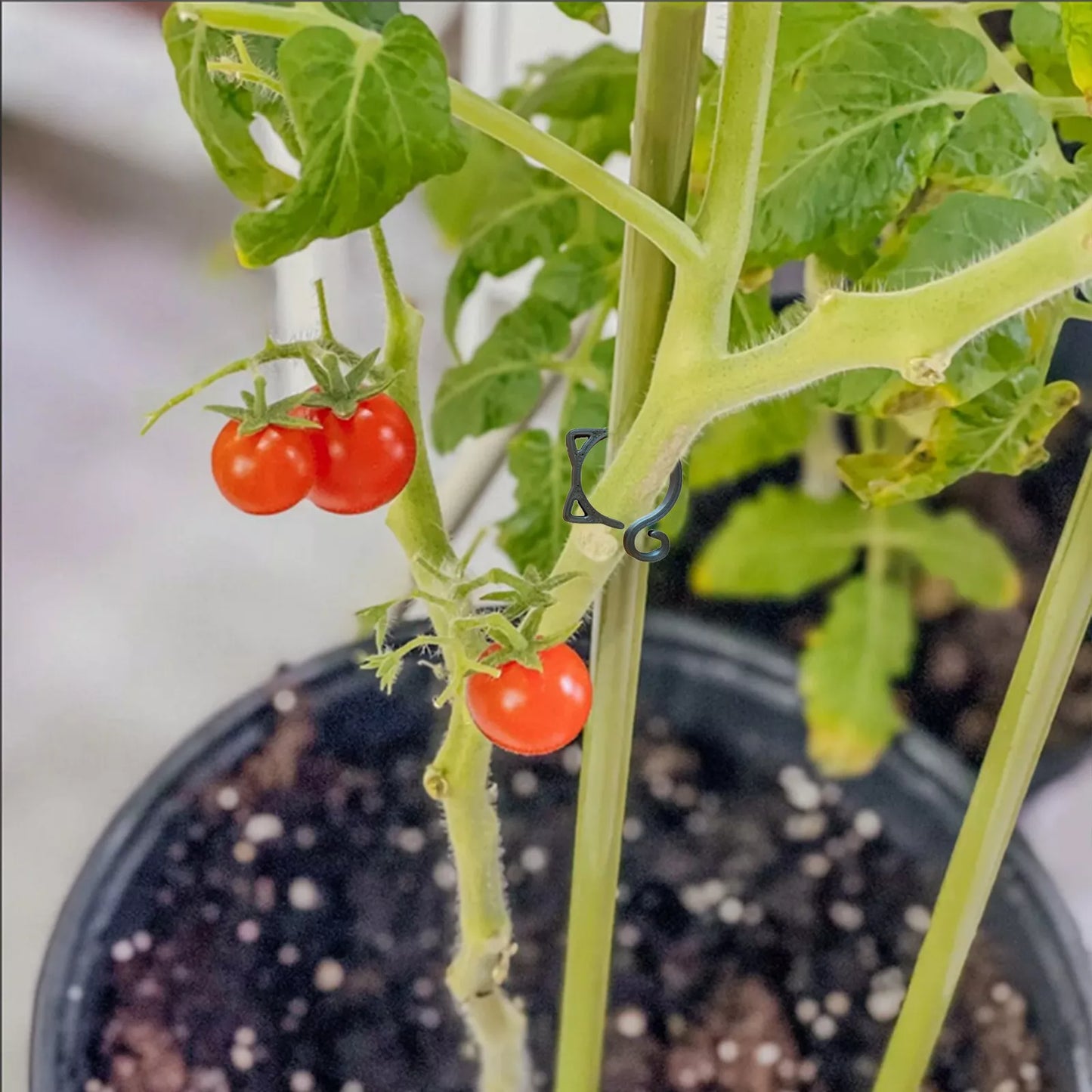 Clip De Plante En Forme De Chat - Mignon Support De Plante Pour Le Jardin Et Les Plantes D' Intérieur